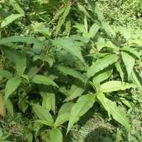 Himalayan Knotweed